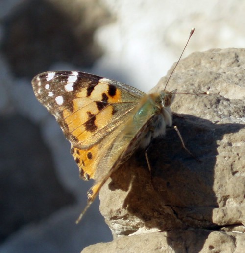 Spagna: La regione  de Monegros, paradiso entomologico